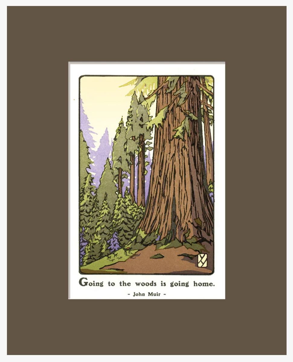 Giant Sequoia - matted – The Gamble House Bookstore