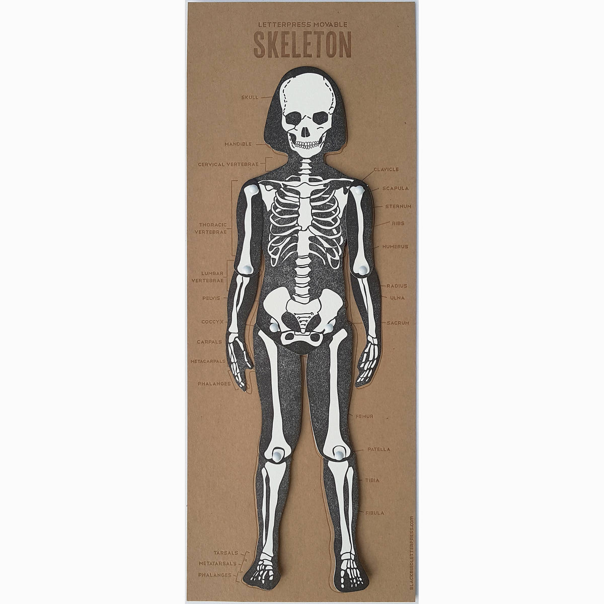 Letterpress Moveable Skeleton – The Gamble House Bookstore